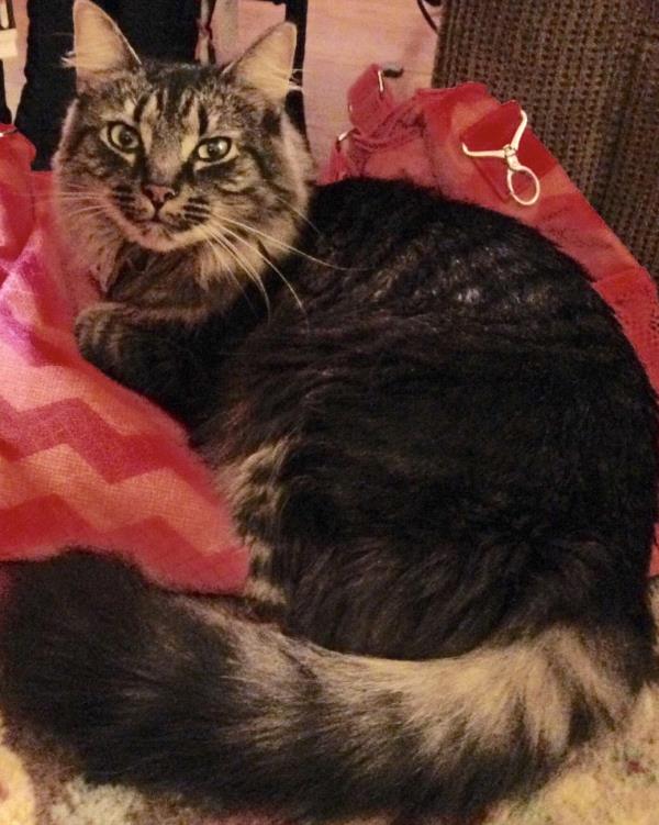 /Images/uploads/Humane Rescue Alliance/HRACalendarPhotoContest/entries/8451thumb.jpg